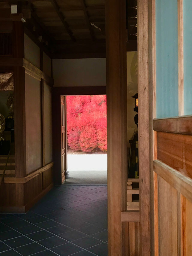 【福岡 篠栗】ドウダンツツジと紅葉がとても綺麗なスポット🍁