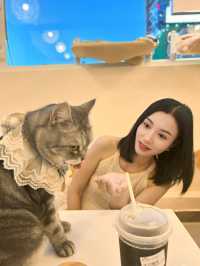 Cat cafe in Tsim sha Tsui @Hongkong