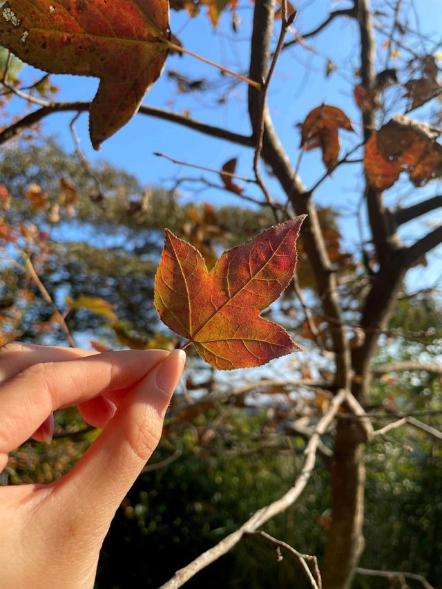 【香港大棠】紅葉季節，多個打卡點