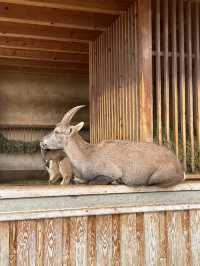 奧地利因斯布魯克動物園