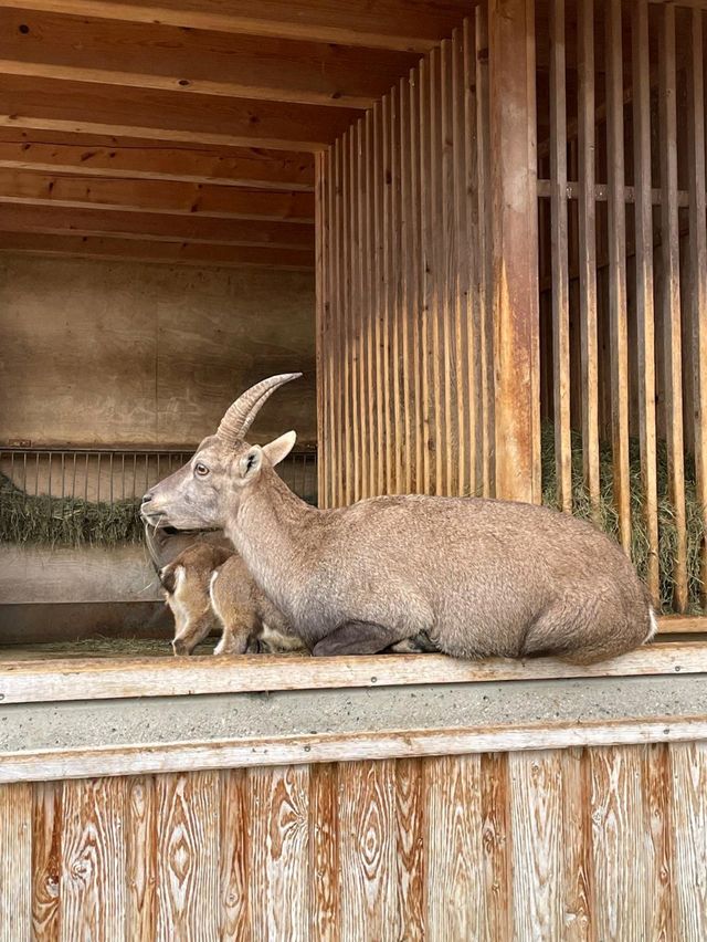 奧地利因斯布魯克動物園