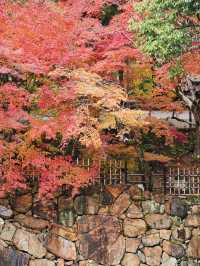 【ここ行って】紅葉の道が美しい✨奈良時代開創の無料で楽しめる紅葉スポット🍁