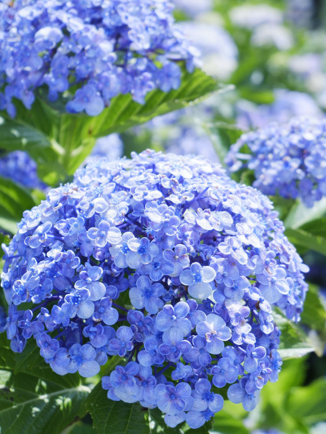名古屋愛知縣：紫陽花之里
