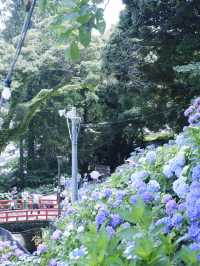 名古屋愛知縣：紫陽花之里