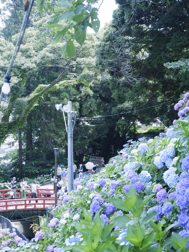 名古屋愛知縣：紫陽花之里