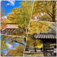 賞櫻賞楓就來「舞鶴公園」