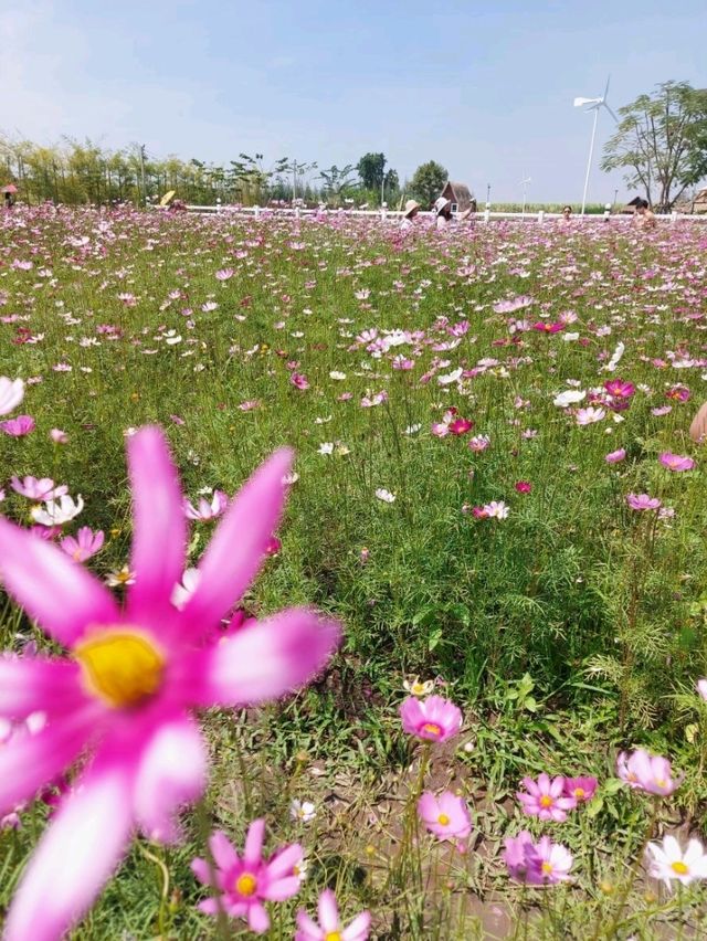 ชมทุ่งดอกคอสมอสที่สวนบ้านไร่นายรุ่ง
