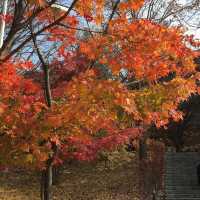 ฤดูใบไม้ร่วงในเกาหลีใต้🍂🍁(โซล & จินจู)