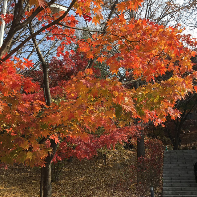 ฤดูใบไม้ร่วงในเกาหลีใต้🍂🍁(โซล & จินจู)