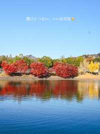 【奈良】銀杏も紅葉も見れる、おすすめの紅葉スポット