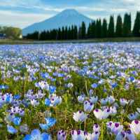 【山梨】富士山が見える美しい公園
