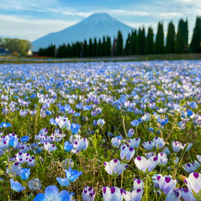 【山梨】富士山が見える美しい公園