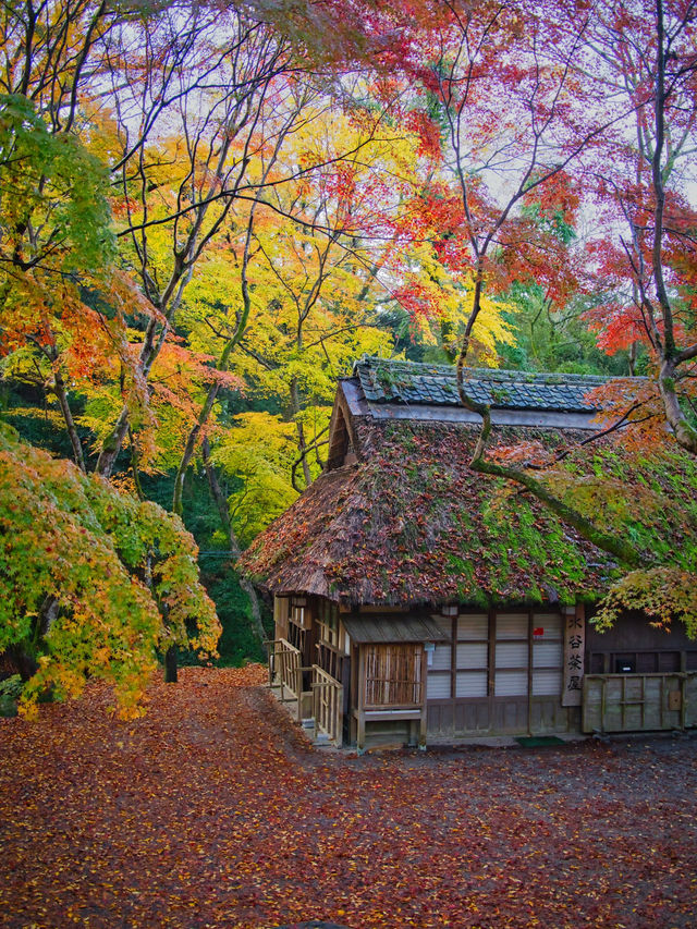 【紅葉特集】鹿さんとのコラボ写真を狙え📸日本昔話の世界🍁撮影攻略情報付💡
