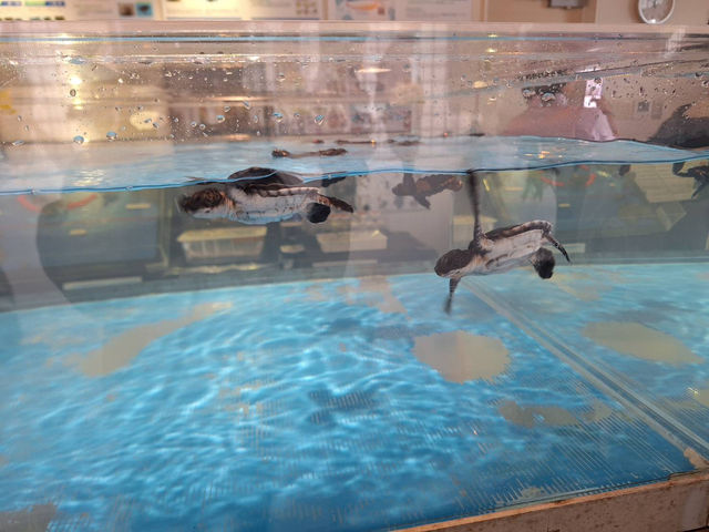 イルカ🐬島