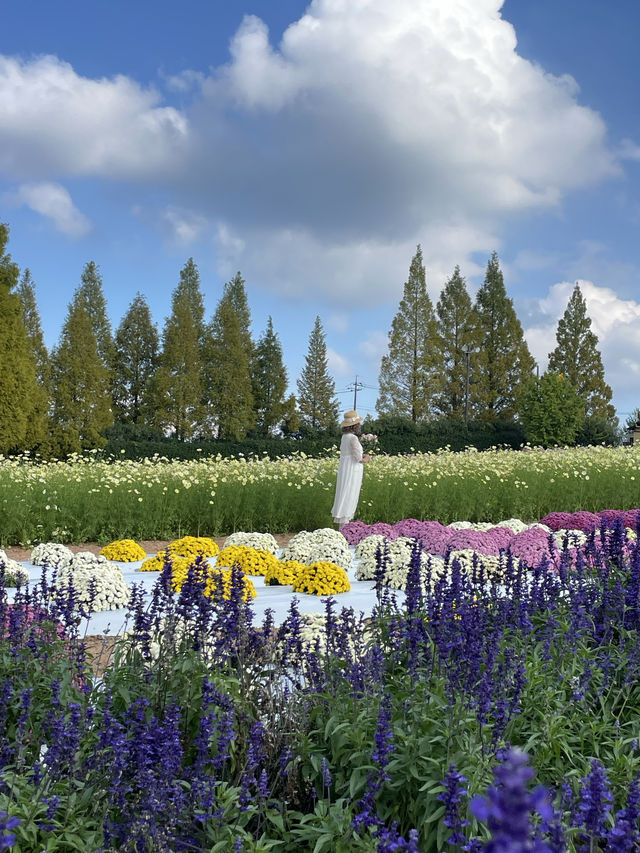広島観光☺️🌼世羅高原農場🌸☺️四季折々の花々を楽しもう💐