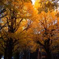 The University of Tokyo