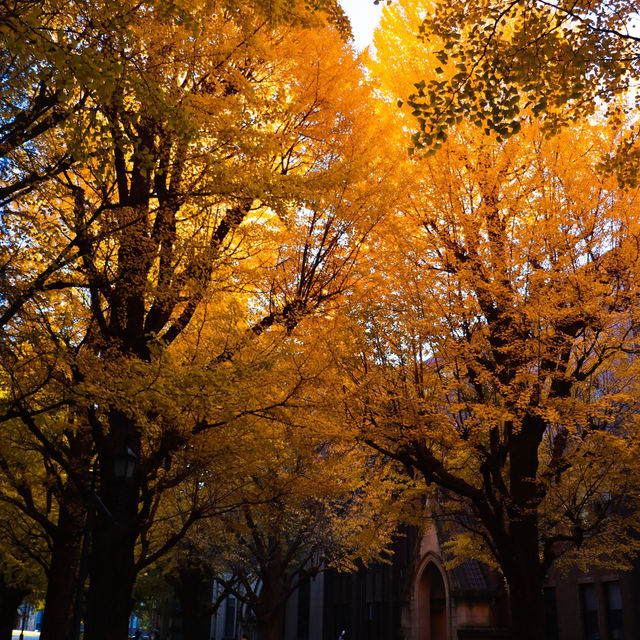 The University of Tokyo