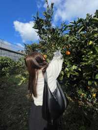 濟州島必去 摘柑橘🍊Cafe！