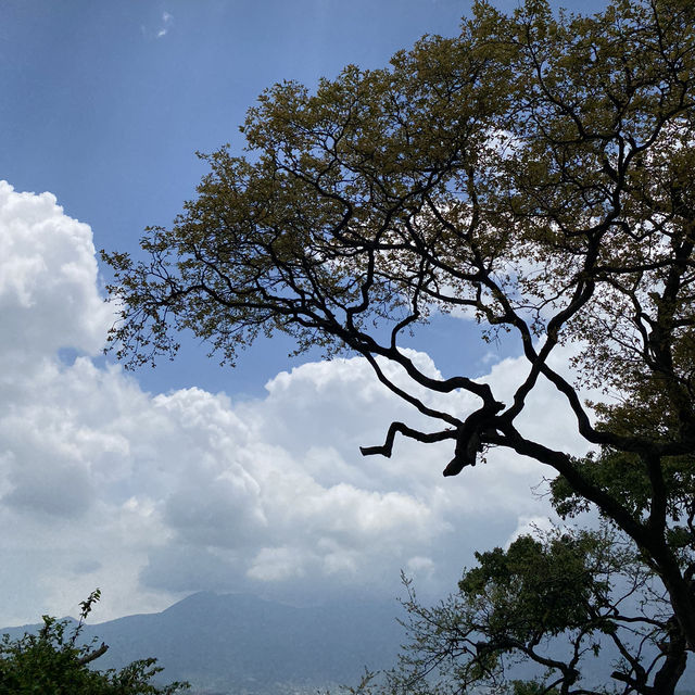 尼泊爾🇳🇵奇旺國家公園 🏞️ 犀牛🦏