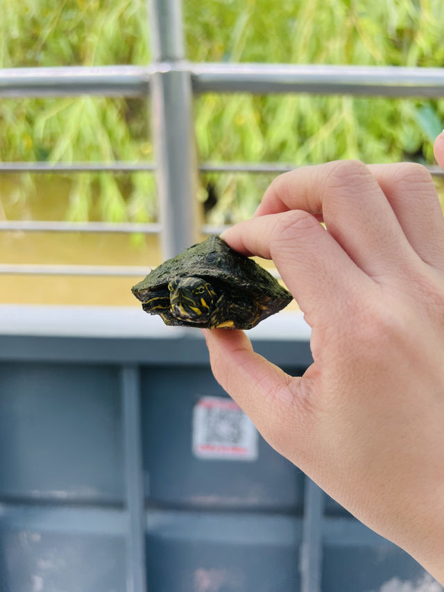 ［紐奧良旅遊］New Orleans Swamp Tour-尋找野生鱷魚🐊