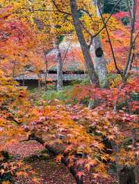 苔と紅葉が美しい草庵🥹🍁🌿京都・祇王寺🌿🍁