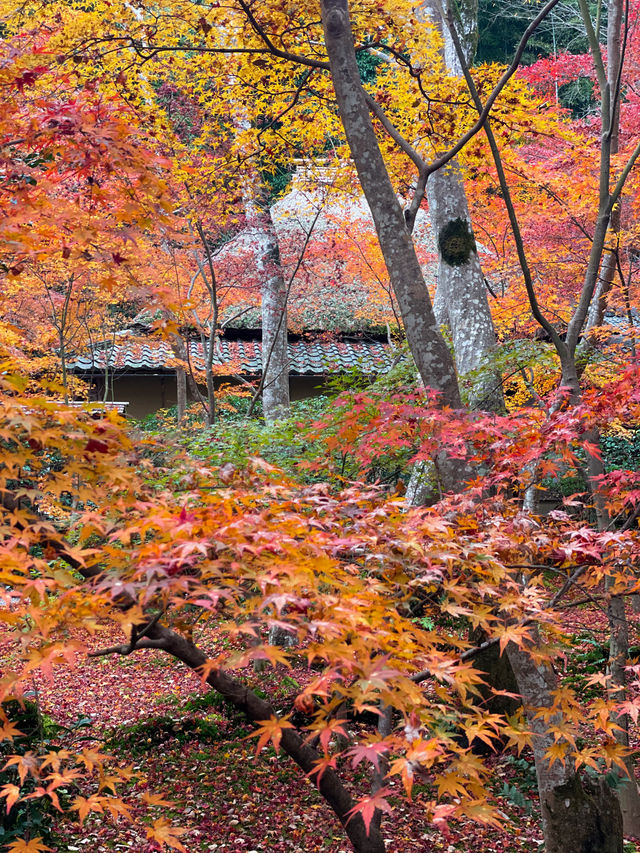 苔と紅葉が美しい草庵🥹🍁🌿京都・祇王寺🌿🍁