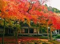 福岡🇯🇵雷山千如寺