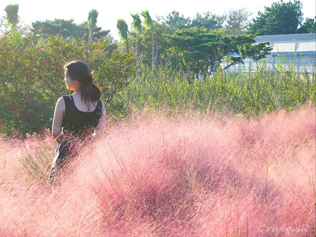 【韓国・済州島】秋の風物詩！ピンクのススキ畑「休愛里自然公園」