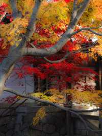 【京都🇯🇵】着物を着て、秋の東福寺を満喫しよう🤍