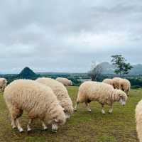 🐑 ฟาร์มแกะเปิดใหม่ในตัวเมืองเชียงราย
