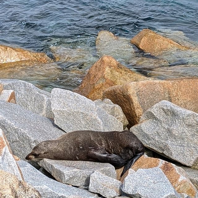 Narooma，海豹，果冻海