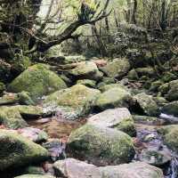 Walking Into the Mystical Forests of Yakushima !