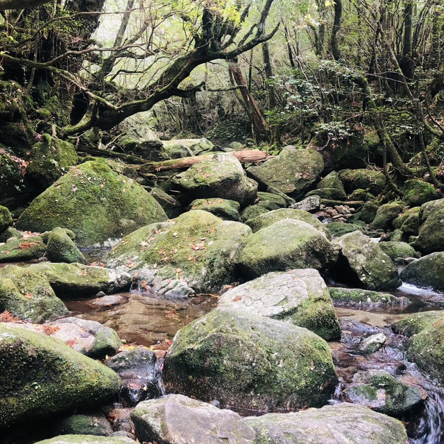 Walking Into the Mystical Forests of Yakushima !