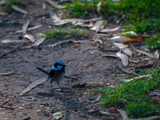 Tranquility by the Barwon: Discover Balyang Sanctuary