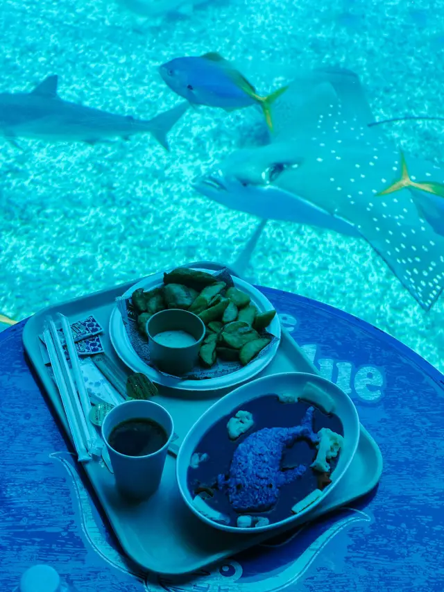 沖繩|美麗海海洋館鯨鯊餵食秀超震撼!