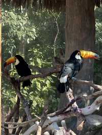 A Wild Adventure at Shanghai Wild Animal Park