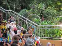 Feathers, Fun, and Nature: Discover the Magic of KL Bird Park