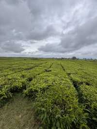 Serenity in Green: Exploring Tea Valley