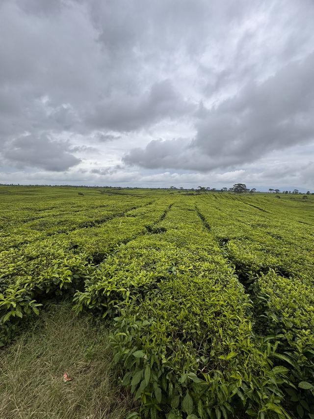 Serenity in Green: Exploring Tea Valley