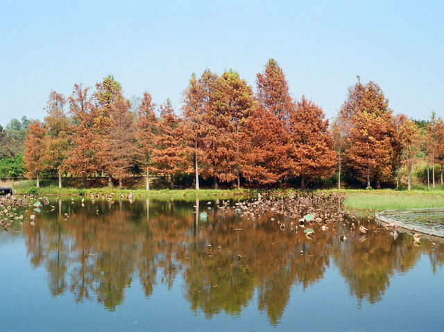 The Hong Kong Wetland Park — Nature in an Urbanscape