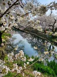 【リフレクションが美しい桜】