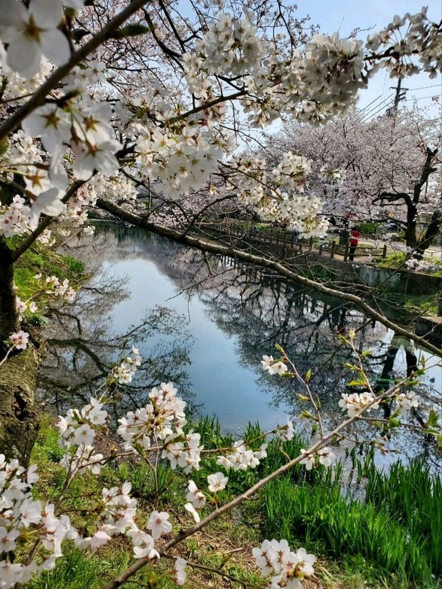 【リフレクションが美しい桜】