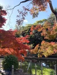 東山動物植物園-紅葉與動物構成和諧，而且美麗的景色