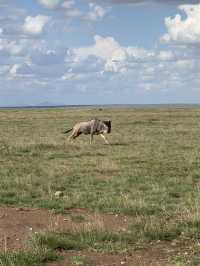 Animal Hunting during Safari Trip