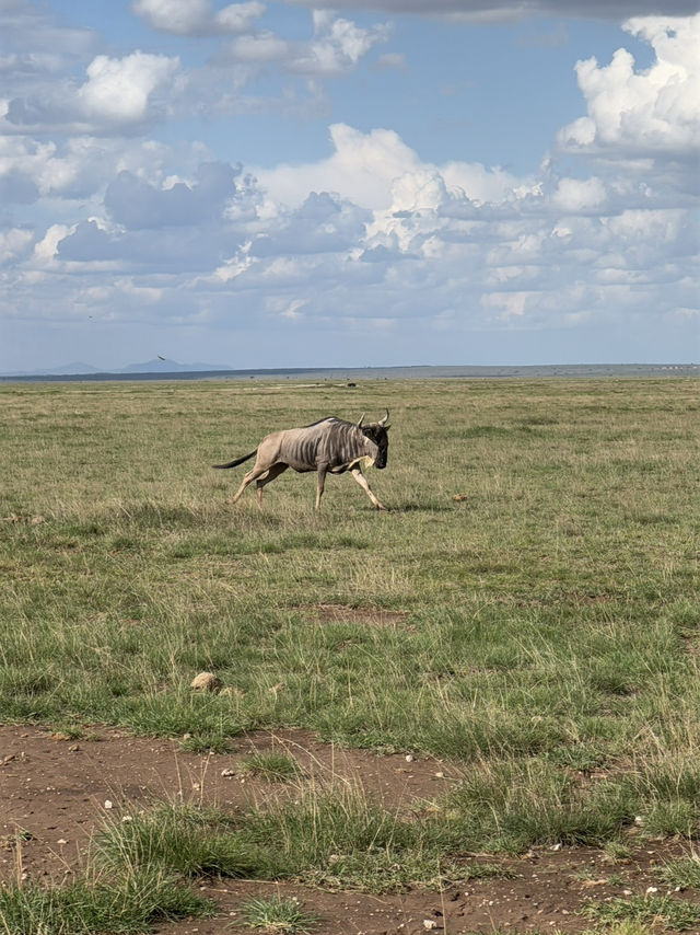 Animal Hunting during Safari Trip