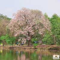 ชมพูพันธุ์ทิพย์สวนรถไฟ