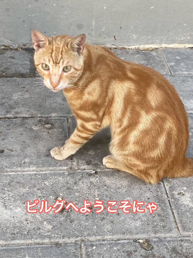 🇲🇹マルタ共和国　ねこコレクション2024.8