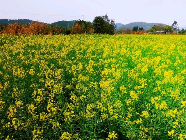 佛山村頭村油菜花肆意綻放