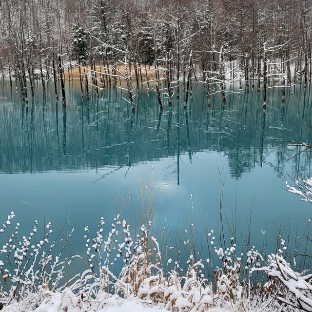 겨울여행에 빠질 수 없는 삿포로 비에이☃️