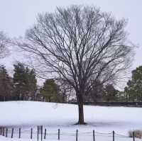 文來公園：冰雪童話世界 ❄️🏞️